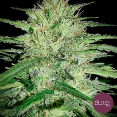 Planta de marihuana