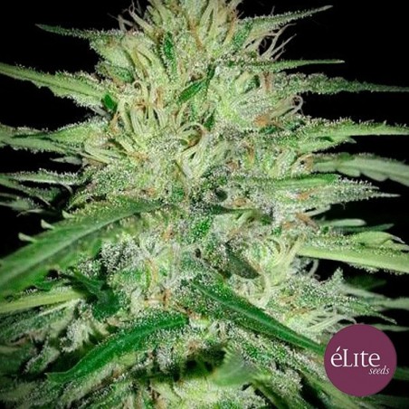 Planta de marihuana Planta de marihuana