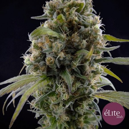 Solodiol CBD planta de marihuana Solodiol CBD planta de marihuana