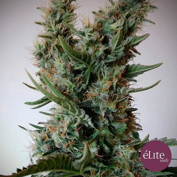 Planta de marihuana