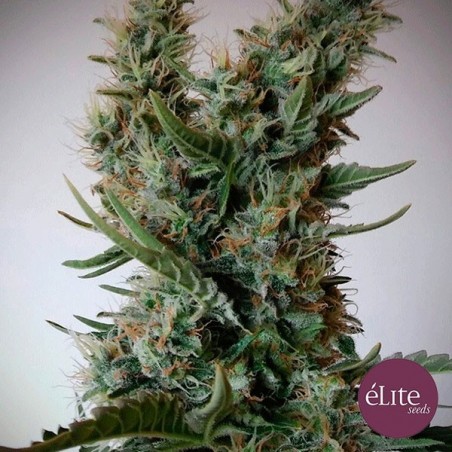 Planta de marihuana Planta de marihuana
