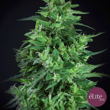 Semilla Llimonet Haze Ultra CBD planta de marihuana