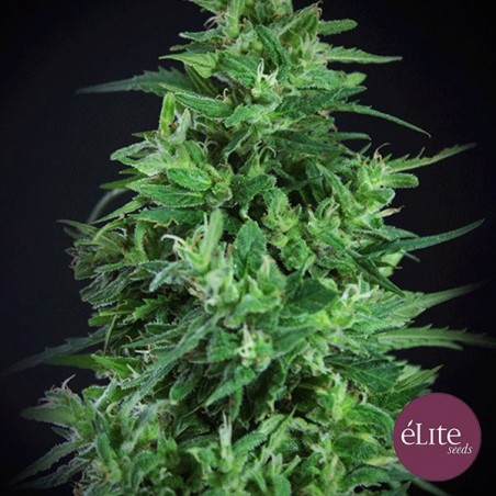 Semilla Llimonet Haze Ultra CBD planta de marihuana Semilla Llimonet Haze Ultra CBD planta de marihuana