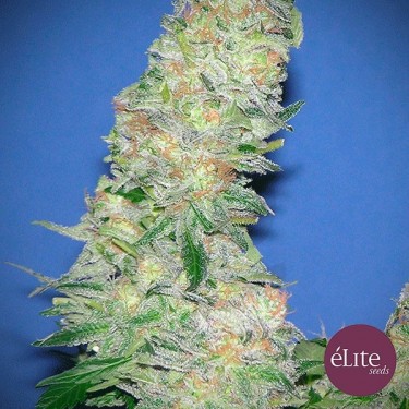 Mota Khan Afghana cannabis plant