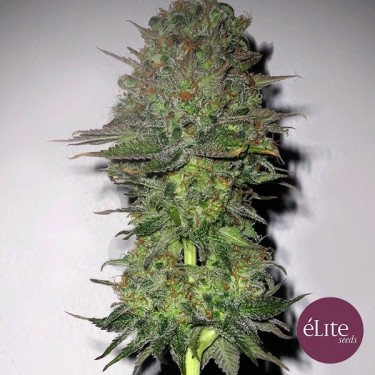Planta de marihuana