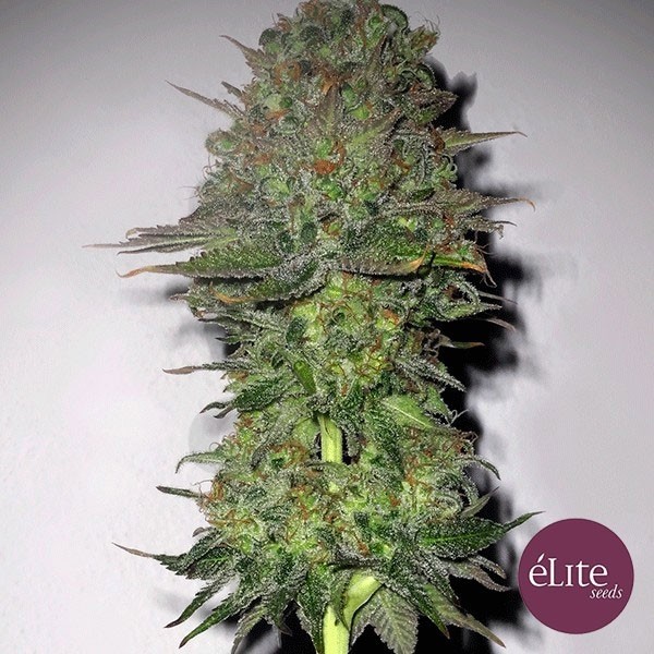 Planta de marihuana