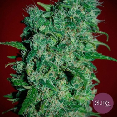 Planta de marihuana