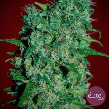 Planta de marihuana Planta de marihuana