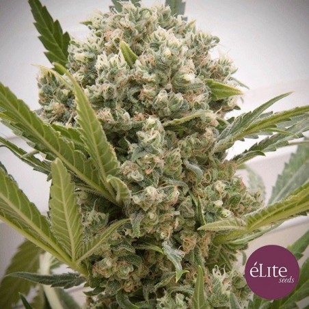 Planta de marihuana Planta de marihuana