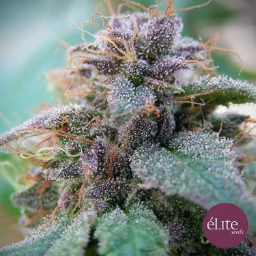 Planta de marihuana