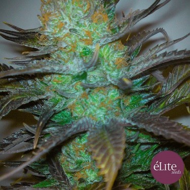 Planta de marijuana Black Hole