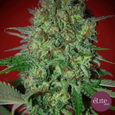 Planta de marihuana