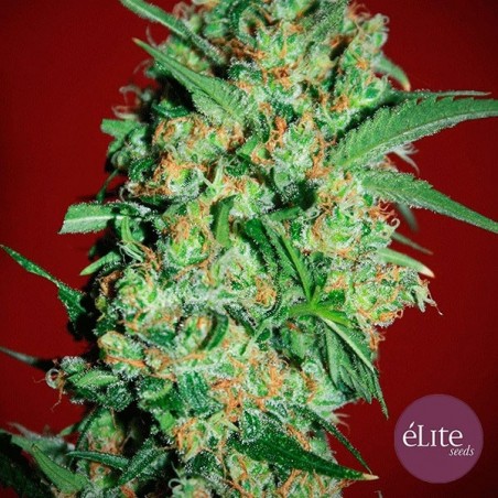 Banana Joint cannabis plant Banana Joint cannabis plant