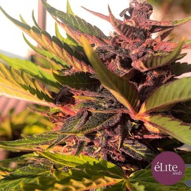 Planta de marihuana