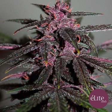 Planta de marihuana