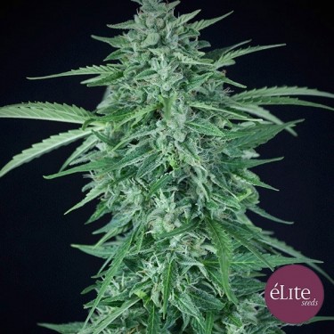 Planta de marihuana