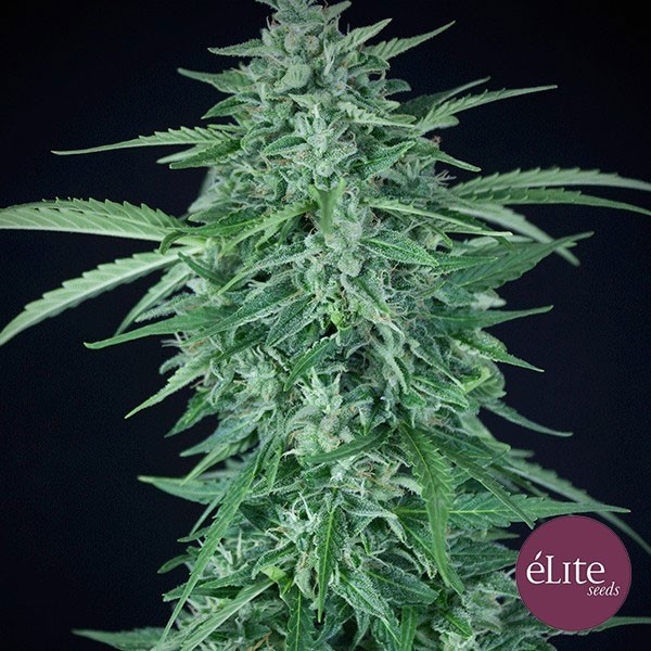 Planta de marihuana