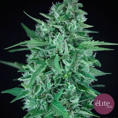 Planta de marihuana