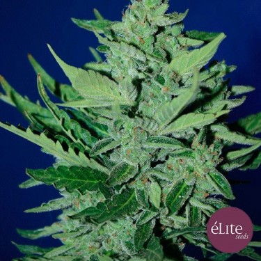 Plante de marijuana Goliat Auto