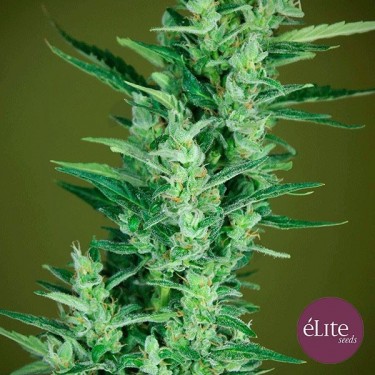 Planta de marihuana