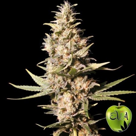 Missing in Barcelona cannabis plant Missing in Barcelona cannabis plant