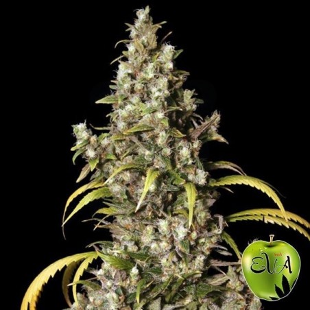 Planta de marihuana Planta de marihuana
