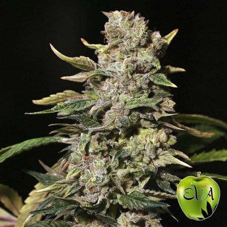 TNT Kush planta de marihuana TNT Kush planta de marihuana