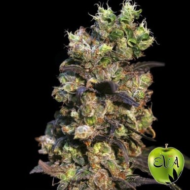 Pink Plant planta de marihuana