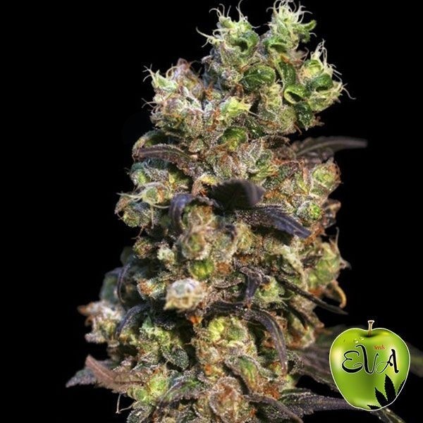 Pink Plant planta de marihuana