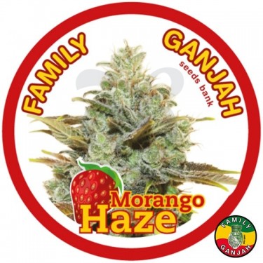 Planta de marihuana