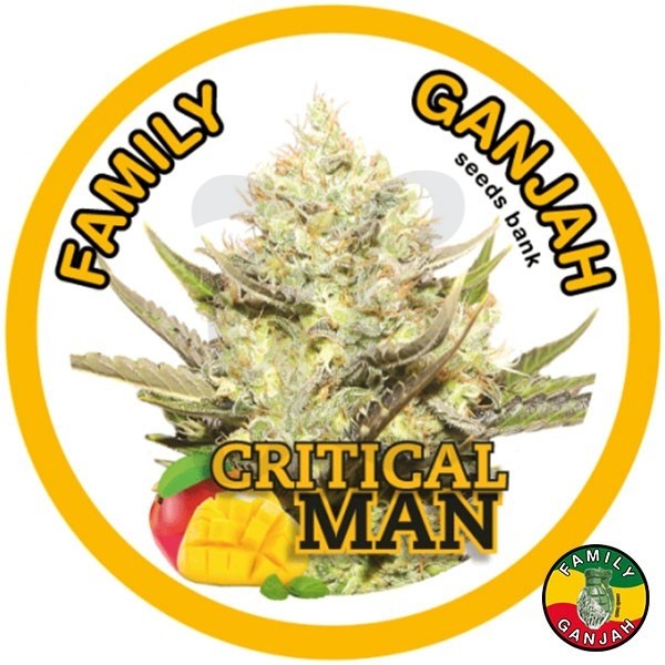 Planta de maconha