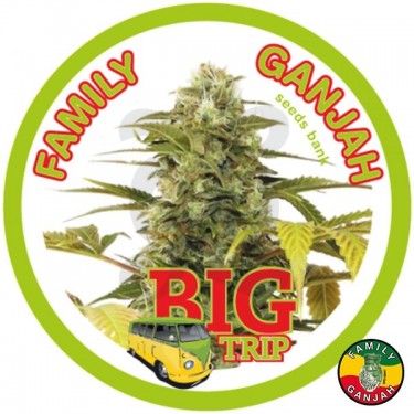 Planta de marihuana