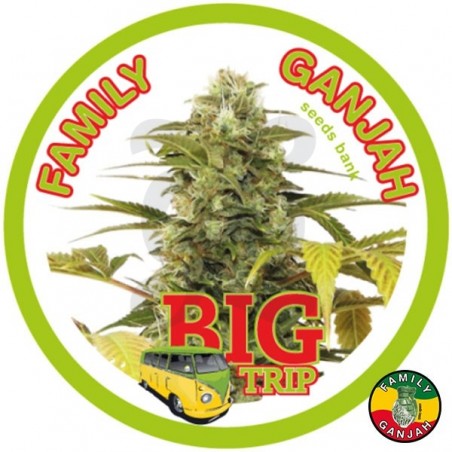 Big Trip cannabis plant Big Trip cannabis plant