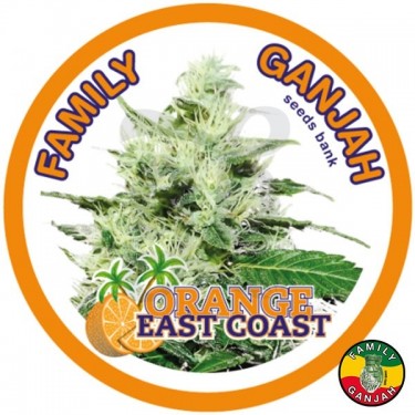 Planta de marihuana