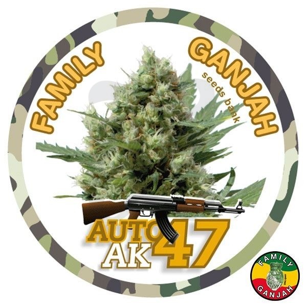 Planta de maconha