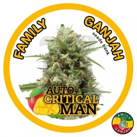 Planta de marihuana Planta de marihuana