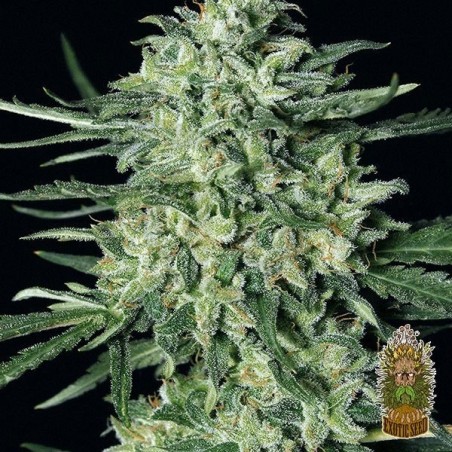 Planta de marihuana Planta de marihuana