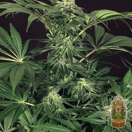 Planta de marihuana Planta de marihuana