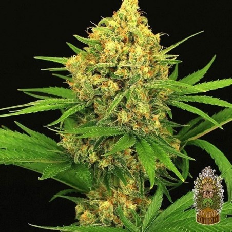 Planta de marihuana Planta de marihuana