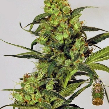 Planta de marihuana