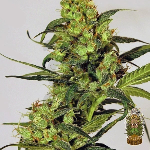Planta de marihuana