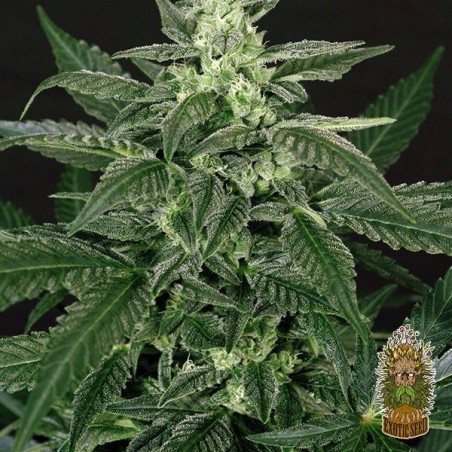 Planta de marihuana Planta de marihuana