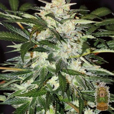 Planta de marihuana