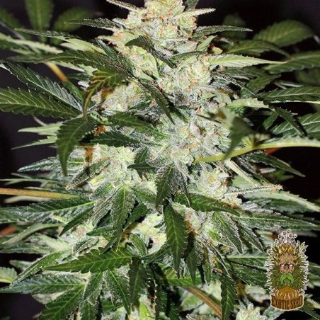 Planta de marihuana Planta de marihuana