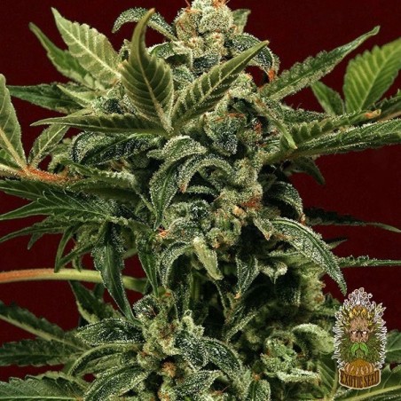 Planta de marihuana Planta de marihuana