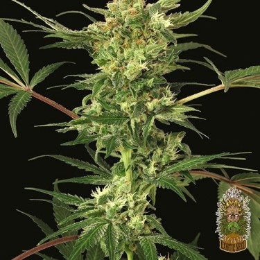 Planta de marihuana