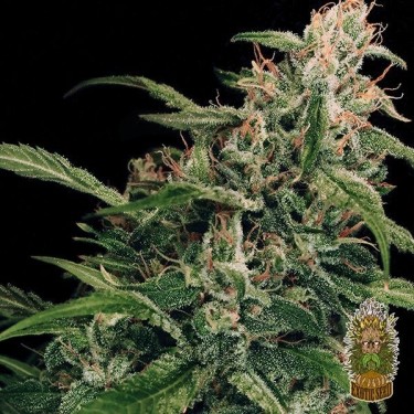 Planta de maconha