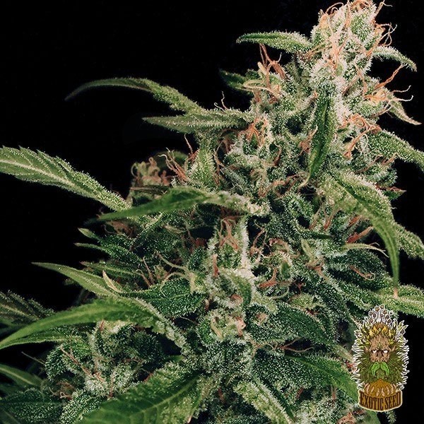 Planta de marihuana