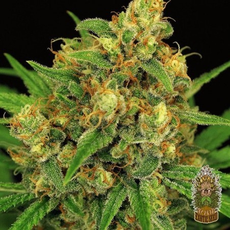 Planta de marihuana Planta de marihuana