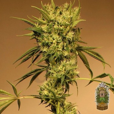 Planta de maconha